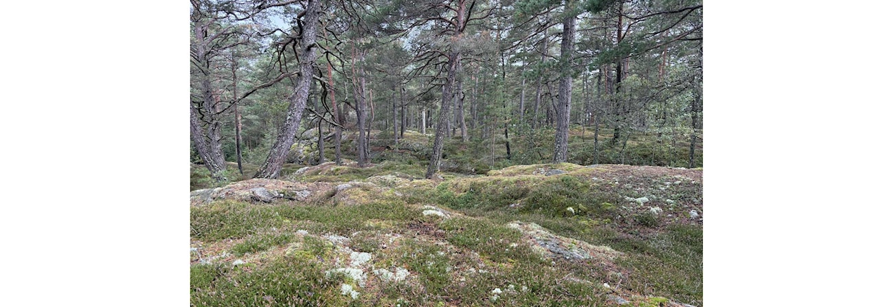 Treningsløp Årefjorden